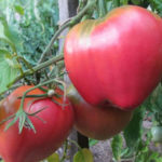 Сорт домати Batianya