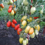 Lanzadera de variedad de tomate