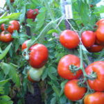 Variedad de tomate Dubok (Dubrava)