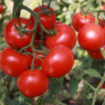 Variedad de tomate Katya (F1)