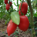 Odmiana pomidora Królewca