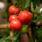 Muñeca de variedad de tomate (F1)