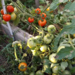 Variedad de tomate Liang