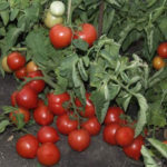Variedad de tomate Mi amor (F1)