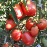 Variedad de tomate Principiante