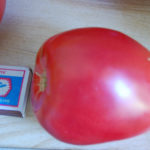Odmiana pomidora Dziób orła