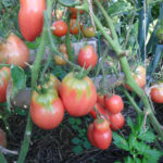 Variedad de tomate Petrusha jardinero