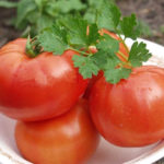 Variedad de tomate Polbig (F1)