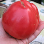 Variedad de tomate Sevruga