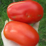 Сорт домати сибирска тройка