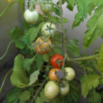 Variedad de tomate Siberiano maduración temprana