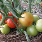 Odmiana pomidora Jamał 200