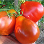 Trufa japonesa variedad tomate