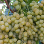 Lancelot grape variety
