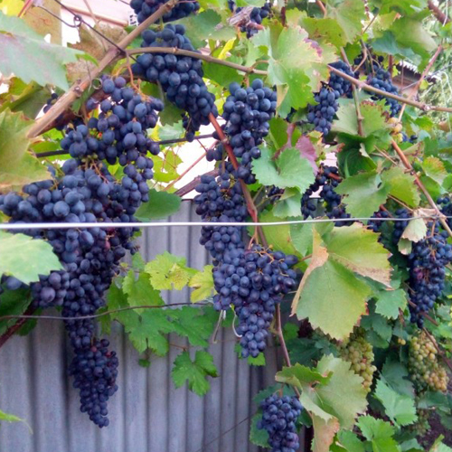 Varietà di uva Moldova