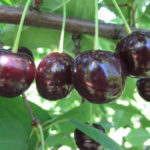 Cherry variety Rossoshanskaya black