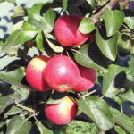 Odmiana jabłkowa Arbat (kolumnowa)