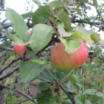 Odmiana jabłkowa Baltika