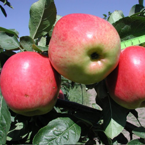 מגוון תפוחים סקאלה