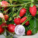 Популярни сортове алпийски ягоди и техните характеристики