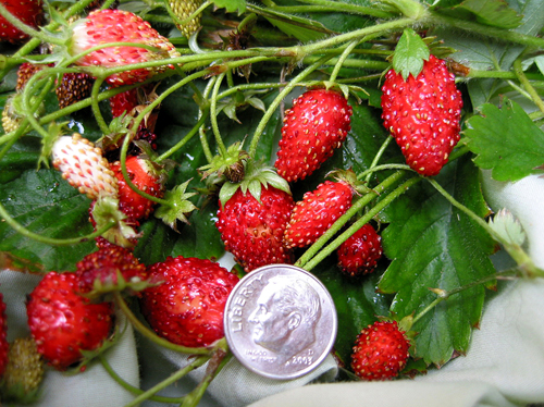 Popular varieties of alpine strawberries and their features