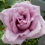 Rose Indigoletta (Indigoletta)