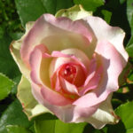 Rose Malibu (Malibú)
