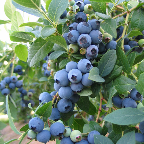 Blueberry variety Bluecrop