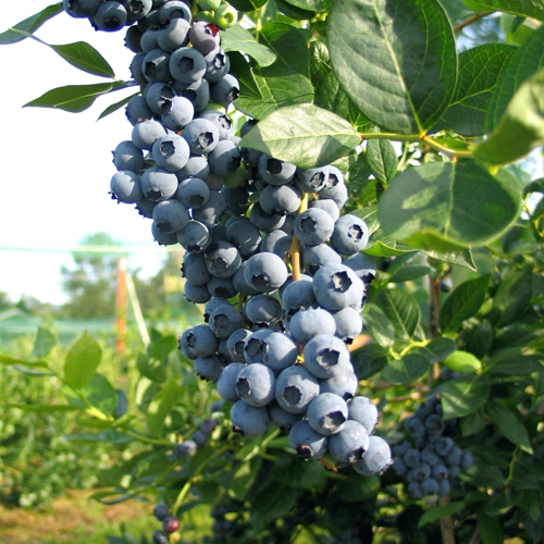 Duke blueberry variety