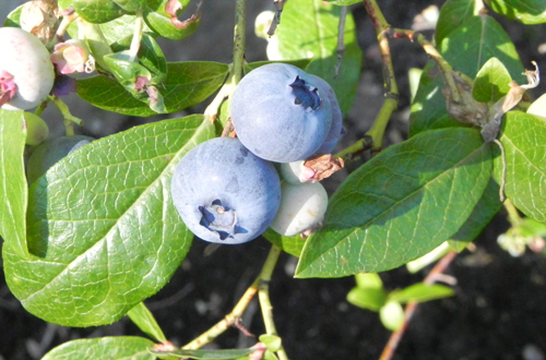 Blueberry variety Patriot