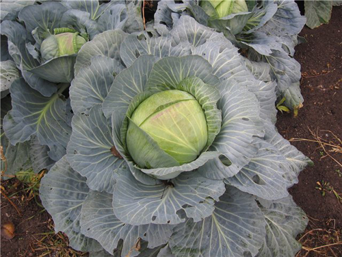 Cabbage variety Creumont (F1)