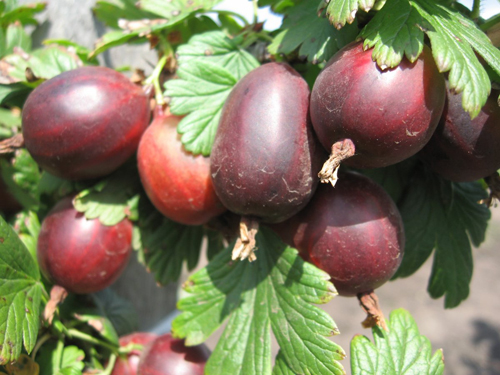 Gooseberry variety Prune