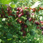 Gooseberry variety Grushenka