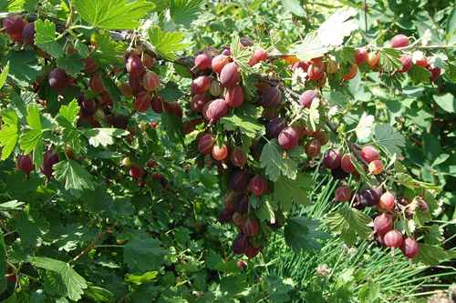 Сорт цариградско грозде Грушенка
