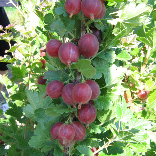 Gooseberry variety Krasnoslavyansky