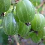 Variedad de grosella espinosa Ural esmeralda