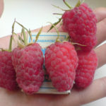 Raspberry variety Patricia