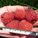 Raspberry variety Tarusa