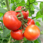 Variedad de tomate Azhur (F1)