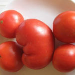 Variedad de tomate EM-Champion