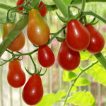 Variedad de tomate Pera