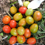 Variedad de tomate Caperucita Roja
