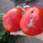 Variedad de tomate Pata de oso