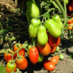 Variedad de tomate Raketa
