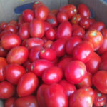 Variedad de tomate Rio grande