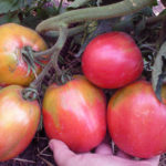 Varietà di pomodoro Fenicottero rosa