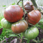 Odmiana pomidora Czekolada