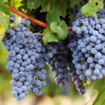 Odmiana winogron Cabernet Sauvignon