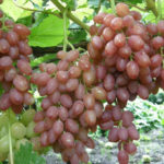 Varietà di uva Kishmish radiosa