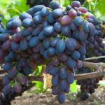 Odmiana winogron Codryanka